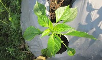 deteksi penyakit daun cabai project thumbnail
