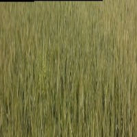 WheatGrowthStageClassification project thumbnail
