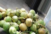 Coconut Classification project thumbnail