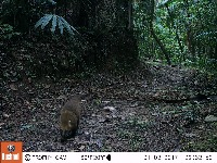 Coati project thumbnail