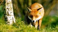 Animals_Detection 2 project thumbnail