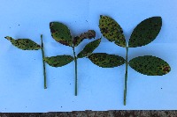 Groundnut leaf spot project thumbnail
