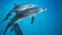 dolphins 3 project thumbnail