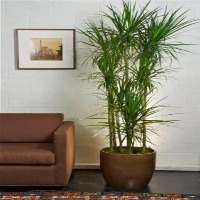 PLANT IDENTIFICATION project thumbnail