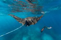 Manta-ray project thumbnail