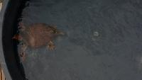 Turtle project thumbnail