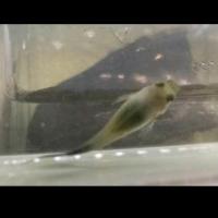 YOLO fish disease detection project thumbnail