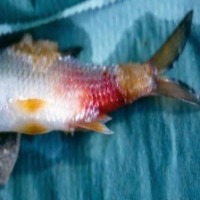 Fish Disease project thumbnail