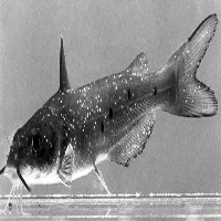 fish disease project thumbnail