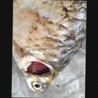 Fish disease 9911 project thumbnail