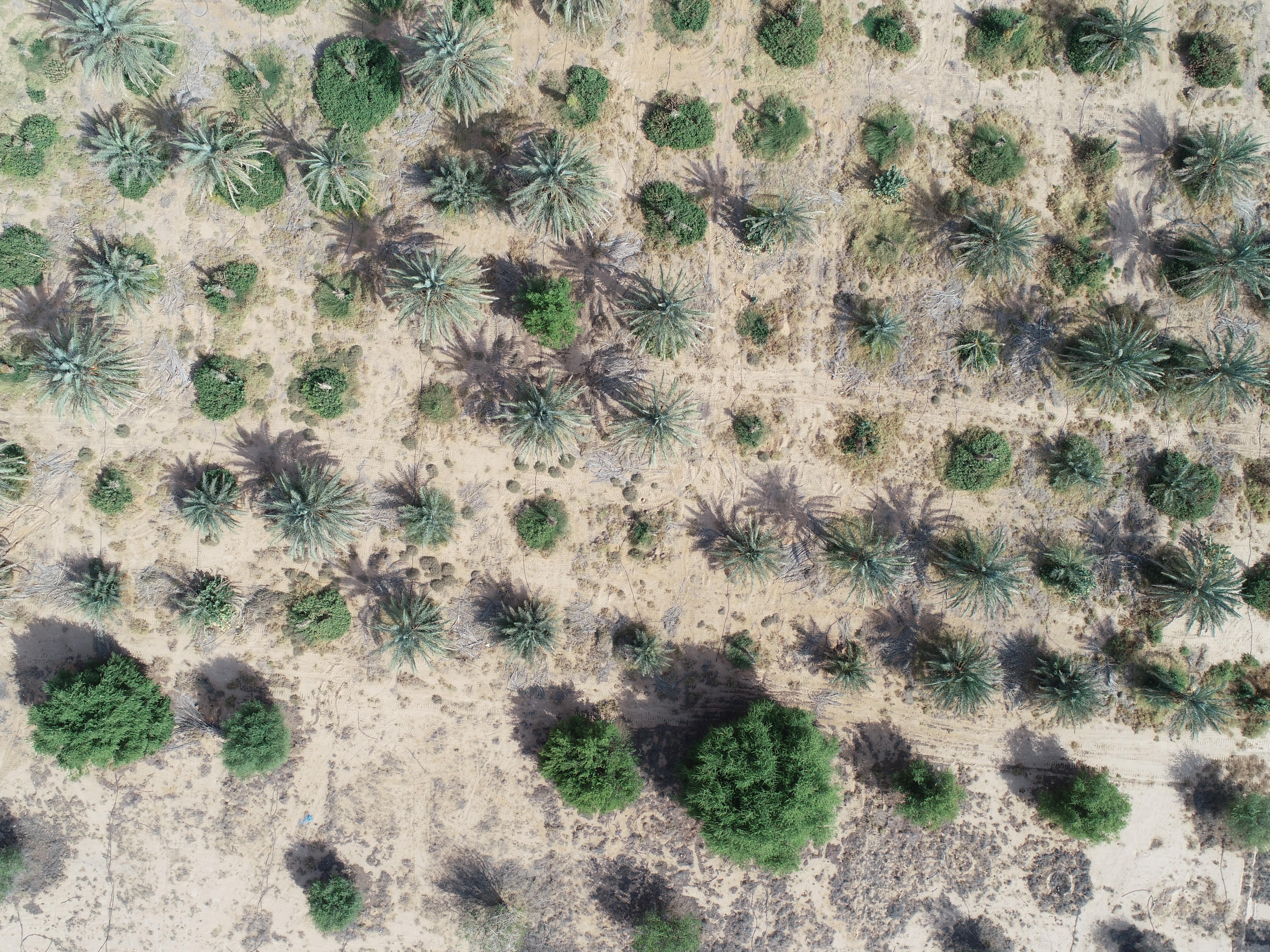 tree Object Detection Dataset by puja