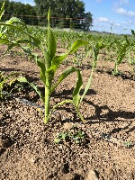 Corn project thumbnail