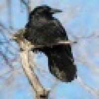 Birds Object Detection Model by robotica