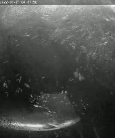 Rough_Salvage_test project thumbnail