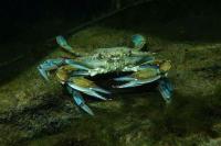 CrabDetection project thumbnail