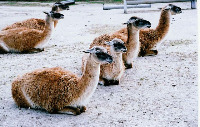 Alpaca-Detection project thumbnail