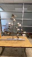 cotton-saga-yolov8-copy project thumbnail