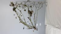 pod2023-leaf-all project thumbnail