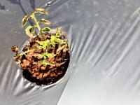 Tomato_Trichoderma_Detection project thumbnail