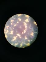 leishmania project project thumbnail