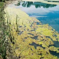algae detect project thumbnail