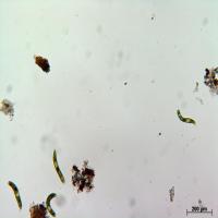 algae project thumbnail
