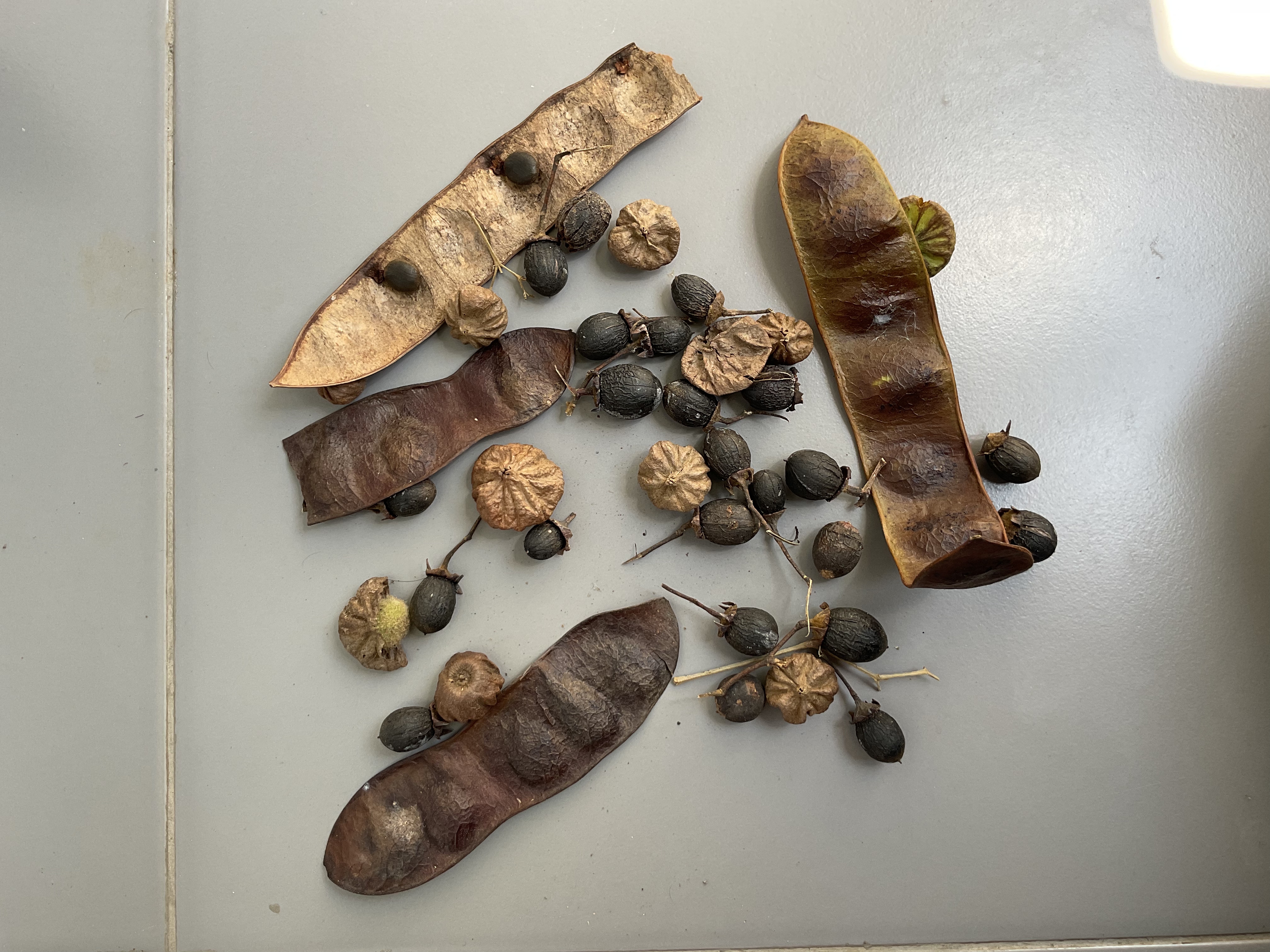 Seed Object seeds Object Detection Object Detection Dataset by chaninat