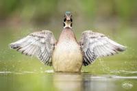Project Duck project thumbnail
