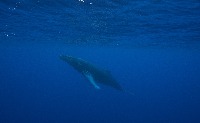 underwater detection project thumbnail