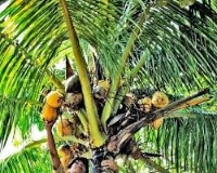 coconut detection project thumbnail
