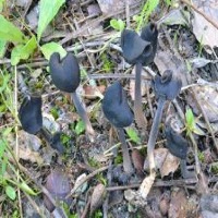 FunFungi project thumbnail