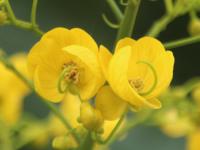 Senna_spectabilis project thumbnail