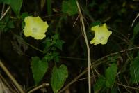 Camonea_vitifolia project thumbnail