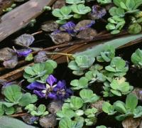 Pistia_stratiotes project thumbnail