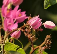 Argemone mexicana project thumbnail