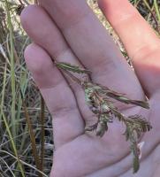  Aeschynomene americana project thumbnail