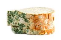 food-safety-detection project thumbnail