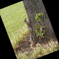 Squirrel Spotter Object Detection Model by Warren Wiens
