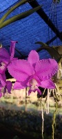 Orquideas project thumbnail