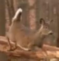 Deer project thumbnail