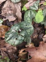 chinese-herbal-medicine-11 project thumbnail