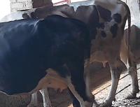 cowBehaviour(18/11/2025) project thumbnail