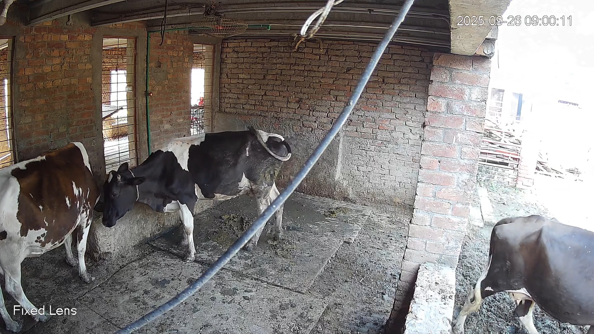 Cow behaviour classification Object Detection Model by Zaid Rauf