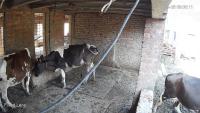 Cow behaviour classification project thumbnail