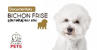 dogs project thumbnail