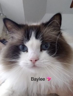 ragdoll Object Detection Dataset by prasetyodefan