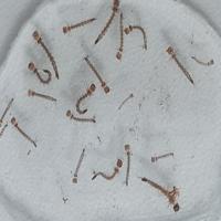 Larv Dataset project thumbnail