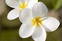 Plumeria Lily Rose project thumbnail