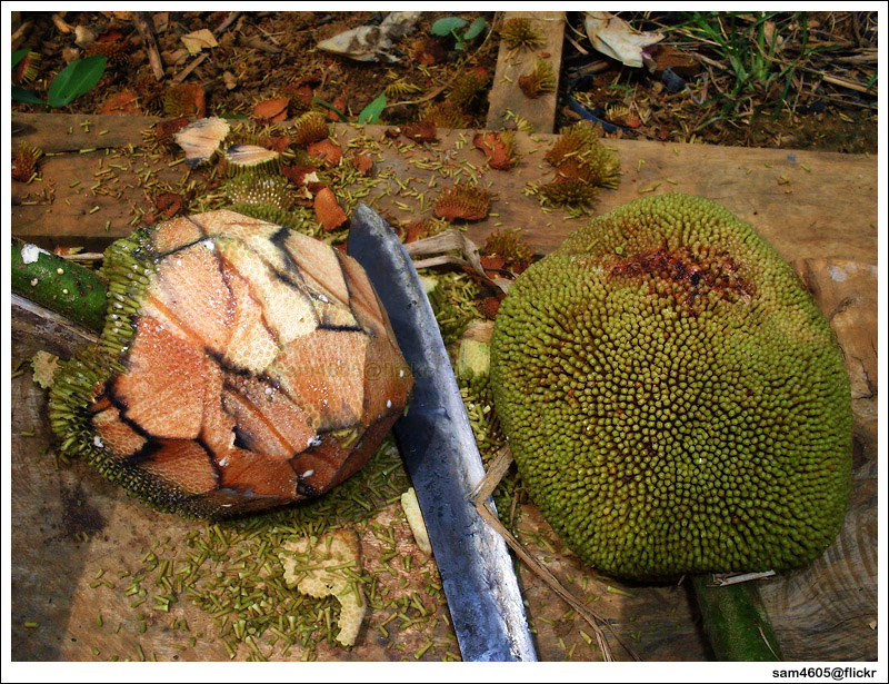 Caruto Borneo Native Fruits Classification Model by Maureen