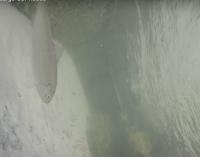 Fish_ID project thumbnail